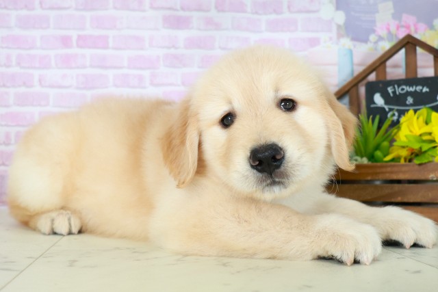 福岡県のゴールデンレトリバー (Coo&RIKU筑後店/2025年8月3日生まれ/女の子/ゴールデン)の子犬の2枚目の画像