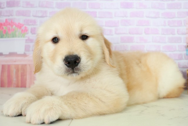 福岡県のゴールデンレトリバー (Coo&RIKU筑後店/2025年8月3日生まれ/女の子/ゴールデン)の子犬の3枚目の画像