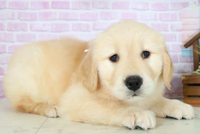 福岡県のゴールデンレトリバー (Coo&RIKU小倉店/2025年8月3日生まれ/女の子/ゴールデン)の子犬の2枚目の画像