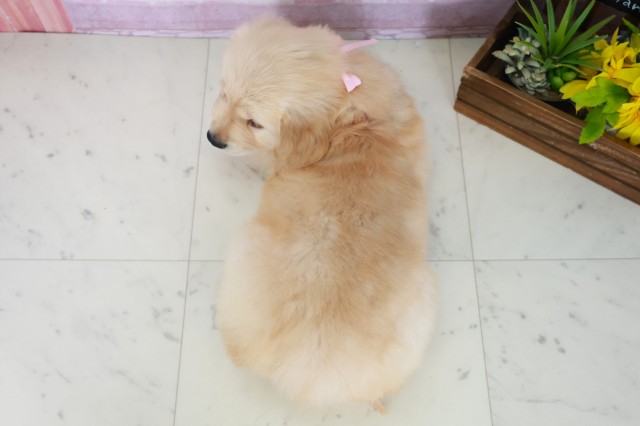 福岡県のゴールデンレトリバー (Coo&RIKU小倉店/2025年8月3日生まれ/女の子/ゴールデン)の子犬の4枚目の画像