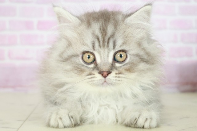鹿児島県のサイベリアン (Coo&RIKU鹿児島店/2025年7月29日生まれ/男の子/シルバータビー)の子猫の1枚目の画像