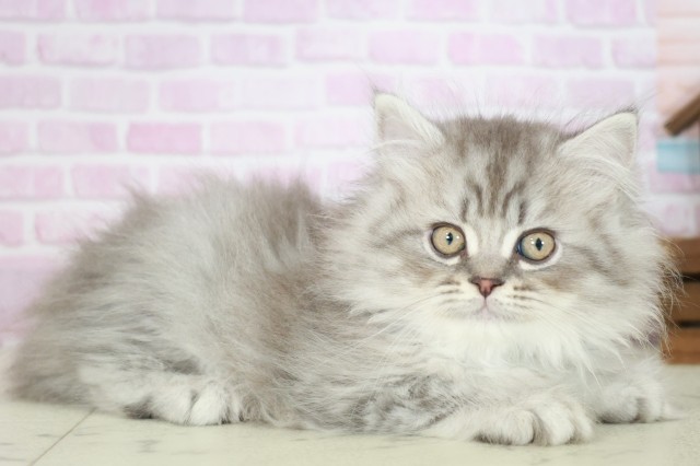 鹿児島県のサイベリアン (Coo&RIKU鹿児島店/2025年7月29日生まれ/男の子/シルバータビー)の子猫の2枚目の画像