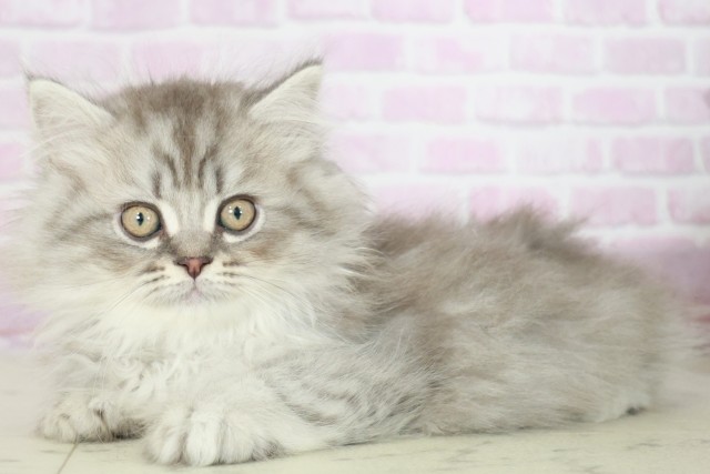 鹿児島県のサイベリアン (Coo&RIKU鹿児島店/2025年7月29日生まれ/男の子/シルバータビー)の子猫の3枚目の画像
