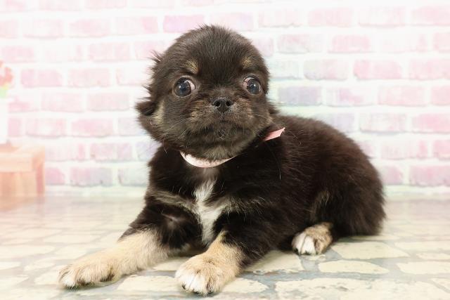 埼玉県のチワワ(ロング) (Coo&RIKU桶川店/2025年7月27日生まれ/女の子/ブラックタン)の子犬の2枚目の画像