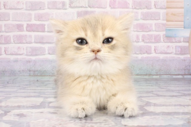 大阪府のブリティッシュショートヘアー (Coo&RIKU梅田店/2025年7月28日生まれ/女の子/ブルーゴールデン)の子猫の1枚目の画像