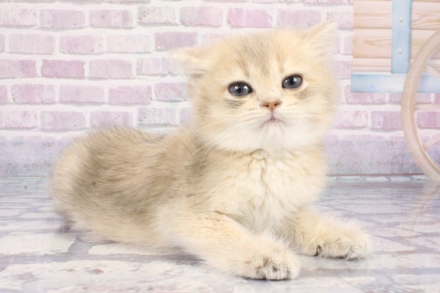 大阪府のブリティッシュショートヘアー (Coo&RIKU梅田店/2025年7月28日生まれ/女の子/ブルーゴールデン)の子猫の2枚目の画像