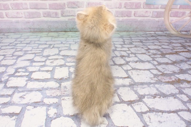 大阪府のブリティッシュショートヘアー (Coo&RIKU梅田店/2025年7月28日生まれ/女の子/ブルーゴールデン)の子猫の4枚目の画像