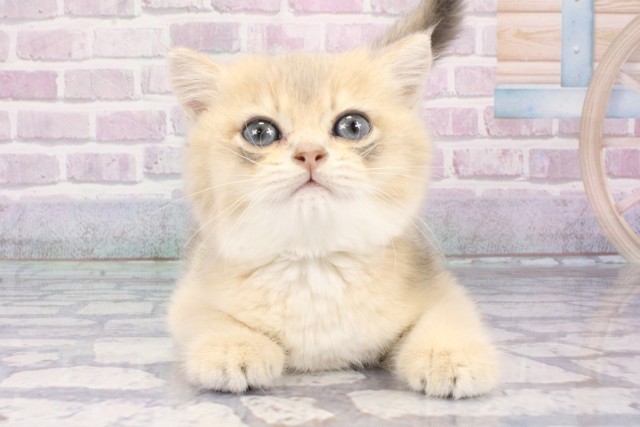 京都府のブリティッシュショートヘアー (Coo&RIKU京都河原町店/2025年7月28日生まれ/男の子/ブルーゴールデン)の子猫の1枚目の画像