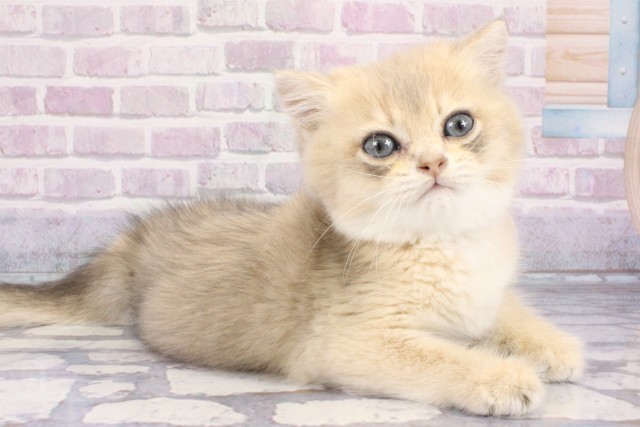 京都府のブリティッシュショートヘアー (Coo&RIKU京都河原町店/2025年7月28日生まれ/男の子/ブルーゴールデン)の子猫の2枚目の画像