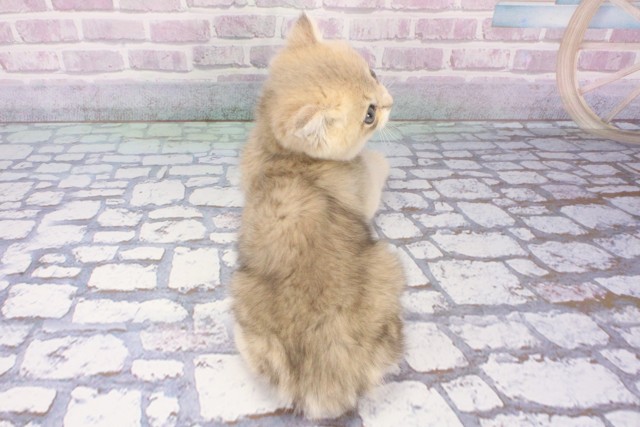 京都府のブリティッシュショートヘアー (Coo&RIKU京都河原町店/2025年7月28日生まれ/男の子/ブルーゴールデン)の子猫の4枚目の画像