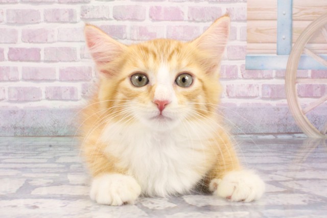 兵庫県のメインクーン (Coo&RIKU姫路店/2025年7月29日生まれ/男の子/レッドタビーホワイト)の子猫の1枚目の画像