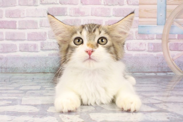 兵庫県のメインクーン (Coo&RIKU尼崎店/2025年7月29日生まれ/男の子/ブラウンタビーホワイト)の子猫の1枚目の画像