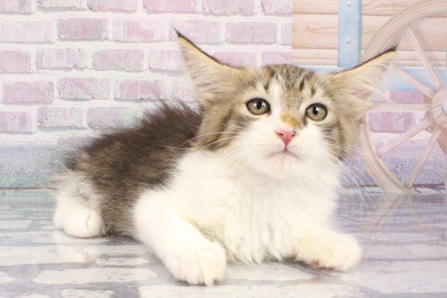 兵庫県のメインクーン (Coo&RIKU尼崎店/2025年7月29日生まれ/男の子/ブラウンタビーホワイト)の子猫の2枚目の画像