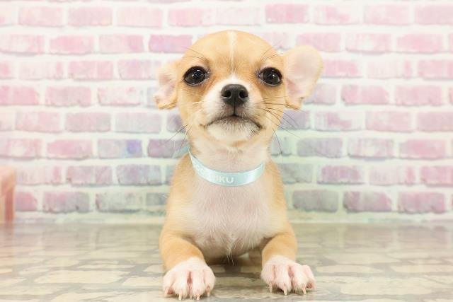 北海道のチワワ(スムース) (Coo&RIKU函館店/2025年8月2日生まれ/男の子/フォーンホワイト)の子犬の1枚目の画像