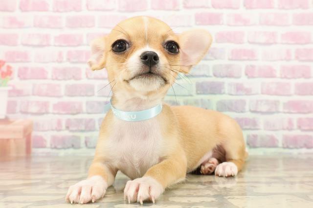 北海道のチワワ(スムース) (Coo&RIKU函館店/2025年8月2日生まれ/男の子/フォーンホワイト)の子犬の2枚目の画像