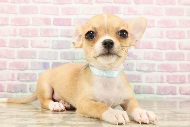 北海道のチワワ(スムース) (Coo&RIKU函館店/2025年8月2日生まれ/男の子/フォーンホワイト)の子犬の3枚目の画像