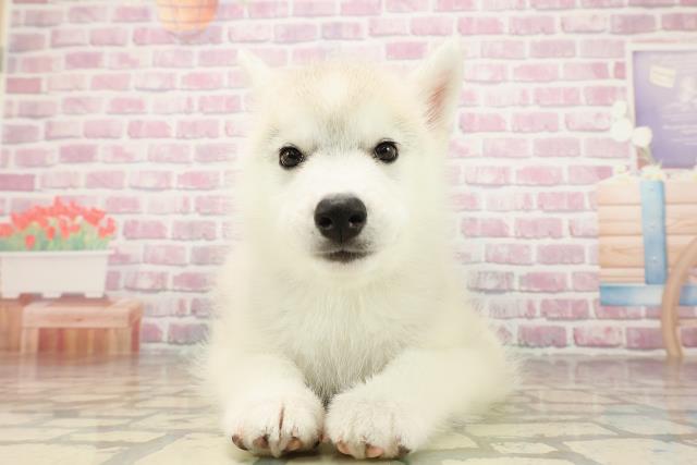 宮城県のシベリアンハスキー (Coo&RIKU仙台太白店/2025年8月4日生まれ/男の子/シルバーホワイト)の子犬