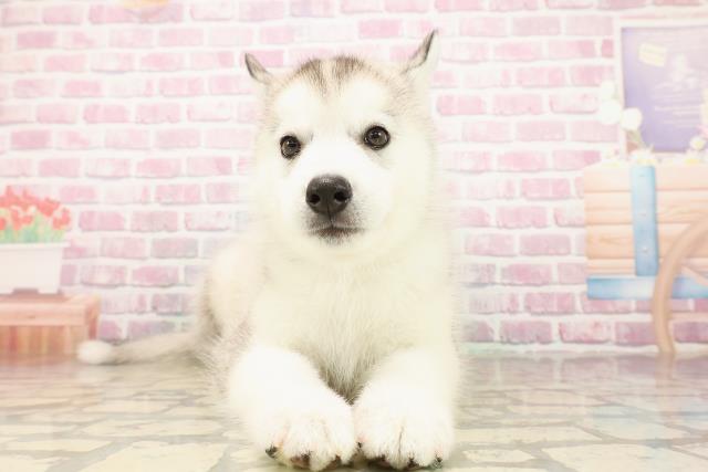新潟県のシベリアンハスキー (Coo&RIKU長岡店/2025年8月4日生まれ/男の子/シルバーホワイト)の子犬の1枚目の画像