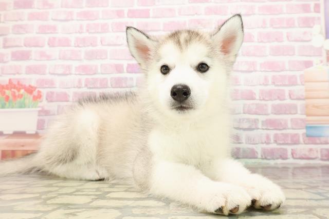 新潟県のシベリアンハスキー (Coo&RIKU長岡店/2025年8月4日生まれ/男の子/シルバーホワイト)の子犬の3枚目の画像