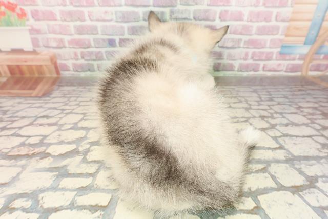 新潟県のシベリアンハスキー (Coo&RIKU長岡店/2025年8月4日生まれ/男の子/シルバーホワイト)の子犬の4枚目の画像