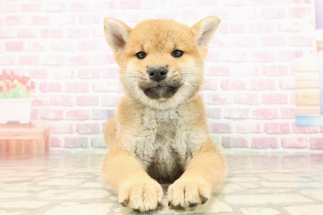 北海道の柴犬(標準サイズ) (Coo&RIKU旭川店/2025年8月1日生まれ/男の子/赤)の子犬の1枚目の画像
