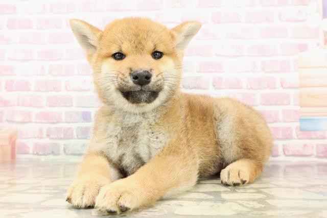 北海道の柴犬(標準サイズ) (Coo&RIKU旭川店/2025年8月1日生まれ/男の子/赤)の子犬の2枚目の画像