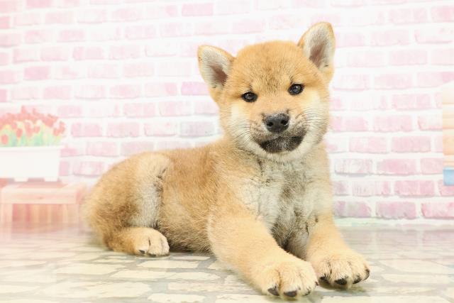 北海道の柴犬(標準サイズ) (Coo&RIKU旭川店/2025年8月1日生まれ/男の子/赤)の子犬の3枚目の画像