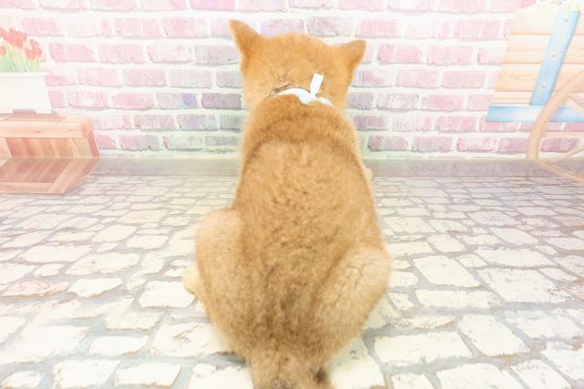 北海道の柴犬(標準サイズ) (Coo&RIKU旭川店/2025年8月1日生まれ/男の子/赤)の子犬の4枚目の画像