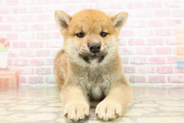 北海道の柴犬(標準サイズ) (Coo&RIKU釧路店/2025年8月1日生まれ/男の子/赤)の子犬の1枚目の画像