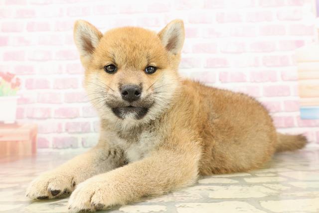 北海道の柴犬(標準サイズ) (Coo&RIKU釧路店/2025年8月1日生まれ/男の子/赤)の子犬の2枚目の画像