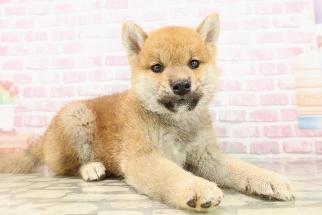北海道の柴犬(標準サイズ) (Coo&RIKU釧路店/2025年8月1日生まれ/男の子/赤)の子犬の3枚目の画像