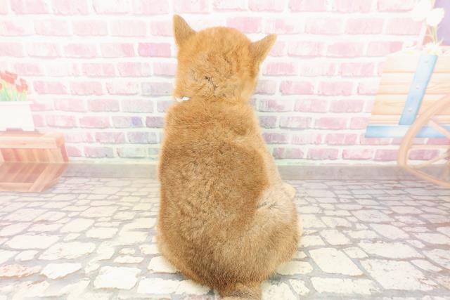 北海道の柴犬(標準サイズ) (Coo&RIKU釧路店/2025年8月1日生まれ/男の子/赤)の子犬の4枚目の画像