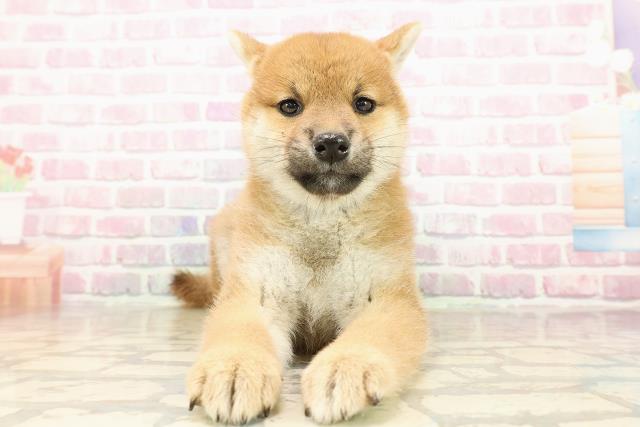 新潟県の柴犬(標準サイズ) (Coo&RIKU上越店/2025年8月1日生まれ/女の子/赤)の子犬の1枚目の画像