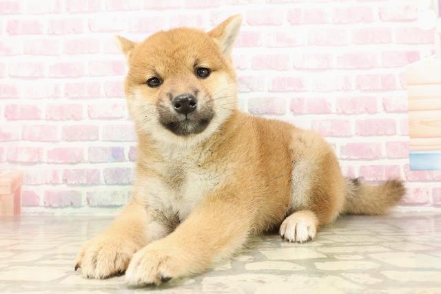 新潟県の柴犬(標準サイズ) (Coo&RIKU上越店/2025年8月1日生まれ/女の子/赤)の子犬の2枚目の画像