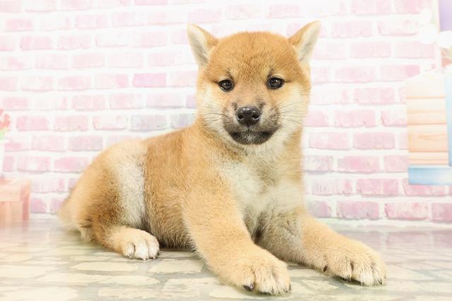 新潟県の柴犬(標準サイズ) (Coo&RIKU上越店/2025年8月1日生まれ/女の子/赤)の子犬の3枚目の画像