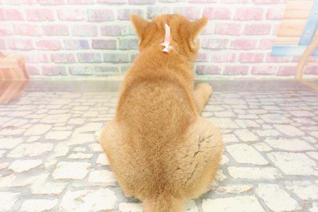新潟県の柴犬(標準サイズ) (Coo&RIKU上越店/2025年8月1日生まれ/女の子/赤)の子犬の4枚目の画像