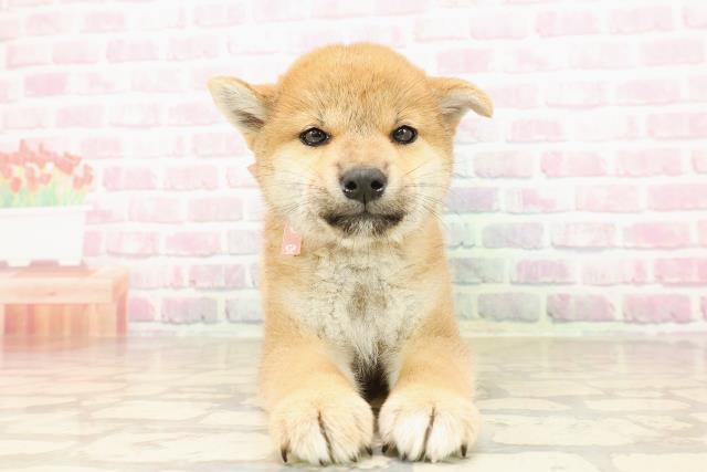 神奈川県の柴犬(標準サイズ) (Coo&RIKU小田原店/2025年8月1日生まれ/女の子/赤)の子犬