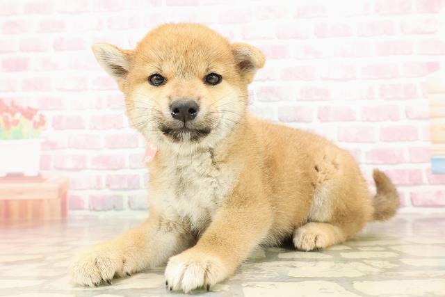 神奈川県の柴犬(標準サイズ) (Coo&RIKU小田原店/2025年8月1日生まれ/女の子/赤)の子犬の2枚目の画像