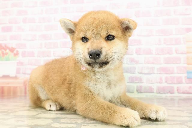 神奈川県の柴犬(標準サイズ) (Coo&RIKU小田原店/2025年8月1日生まれ/女の子/赤)の子犬の3枚目の画像