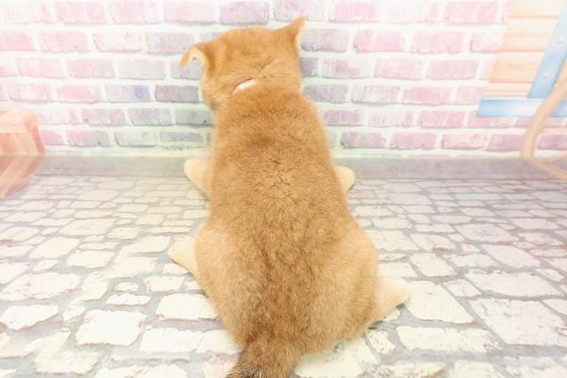 神奈川県の柴犬(標準サイズ) (Coo&RIKU小田原店/2025年8月1日生まれ/女の子/赤)の子犬の4枚目の画像