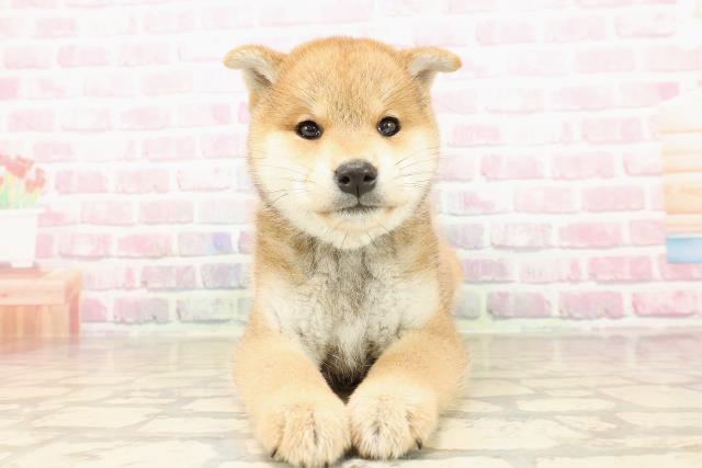 茨城県の柴犬(標準サイズ) (Coo&RIKU筑西店/2025年8月1日生まれ/女の子/赤)の子犬の1枚目の画像