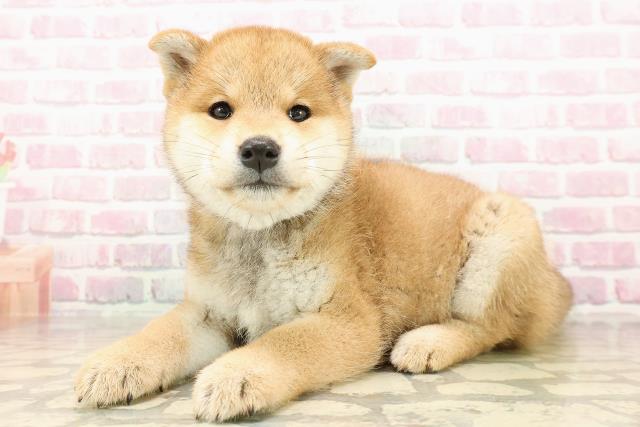茨城県の柴犬(標準サイズ) (Coo&RIKU筑西店/2025年8月1日生まれ/女の子/赤)の子犬の2枚目の画像