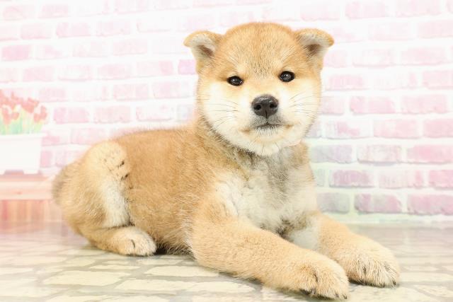 茨城県の柴犬(標準サイズ) (Coo&RIKU筑西店/2025年8月1日生まれ/女の子/赤)の子犬の3枚目の画像