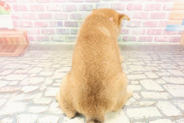 茨城県の柴犬(標準サイズ) (Coo&RIKU筑西店/2025年8月1日生まれ/女の子/赤)の子犬の4枚目の画像