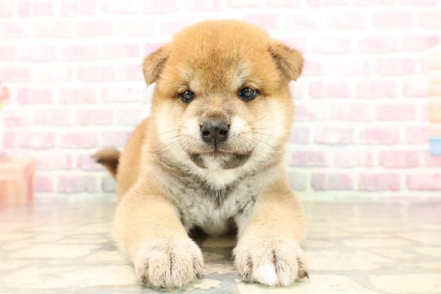 埼玉県の柴犬(標準サイズ) (Coo&RIKU綿半坂戸店/2025年8月4日生まれ/男の子/赤)の子犬の1枚目の画像