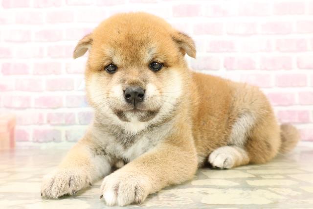 埼玉県の柴犬(標準サイズ) (Coo&RIKU綿半坂戸店/2025年8月4日生まれ/男の子/赤)の子犬の2枚目の画像