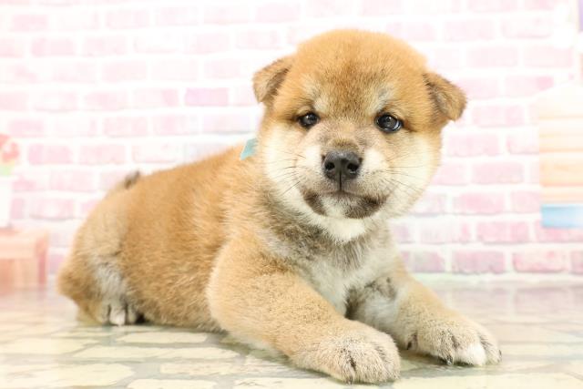 埼玉県の柴犬(標準サイズ) (Coo&RIKU綿半坂戸店/2025年8月4日生まれ/男の子/赤)の子犬の3枚目の画像