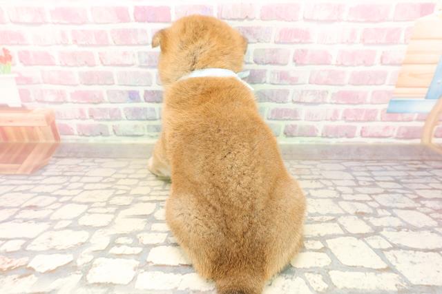 埼玉県の柴犬(標準サイズ) (Coo&RIKU綿半坂戸店/2025年8月4日生まれ/男の子/赤)の子犬の4枚目の画像
