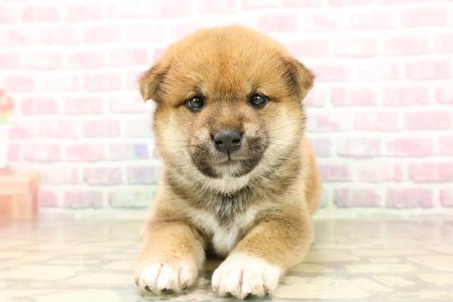 北海道の柴犬(標準サイズ) (Coo&RIKU室蘭店/2025年8月4日生まれ/女の子/赤)の子犬の1枚目の画像