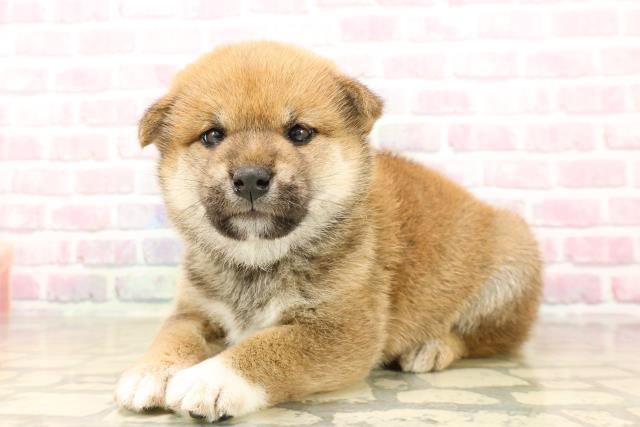 北海道の柴犬(標準サイズ) (Coo&RIKU室蘭店/2025年8月4日生まれ/女の子/赤)の子犬の2枚目の画像